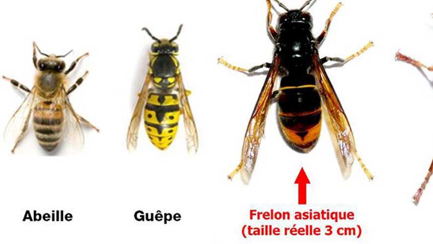 BIODIVERSITE---Frelons-asiatiques