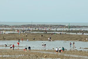 Pêche à pied