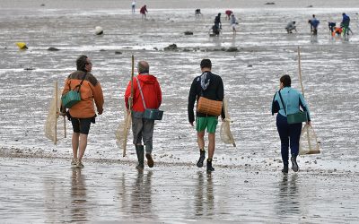 Réouverture de la pêche à pied