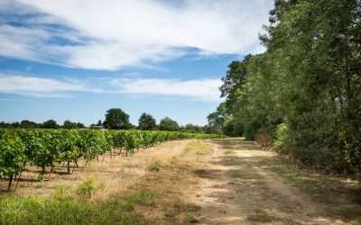 Résultats du questionnaire sur les espaces verts