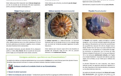 Attention aux MEDUSES