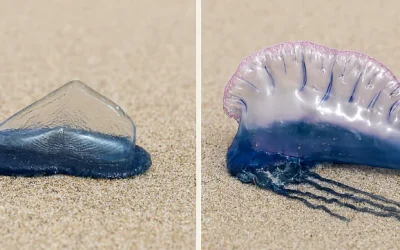 Échouage sur nos plages
